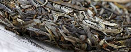 明前古树茶是什么茶？