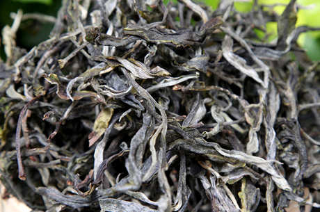 明前古树茶是什么茶？