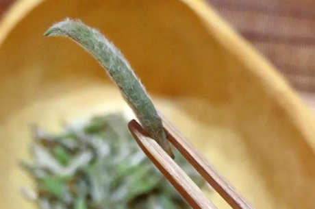 为什么毫茶叫毫茶？