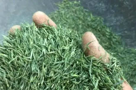 桂林毛尖产地