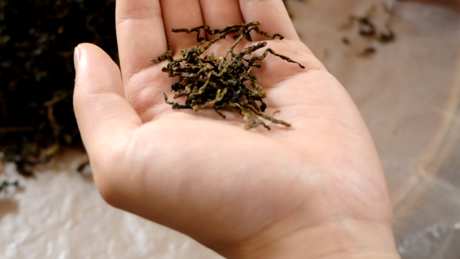 秋茶有哪些品种？