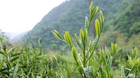 野茶有哪些种类？