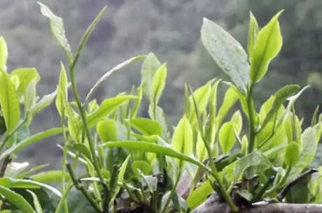 野茶有哪些种类？