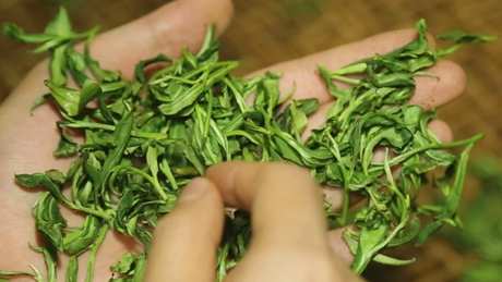 西山毛尖是绿茶吗？