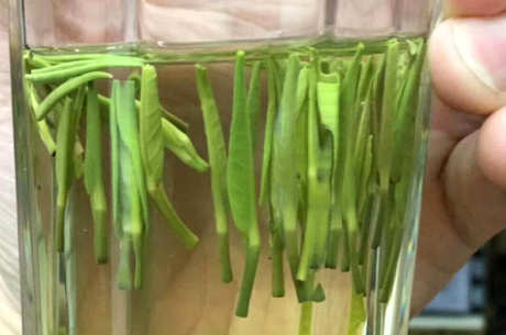 毛尖茶一天喝多少合适？
