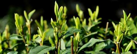 明前茶是绿茶吗？