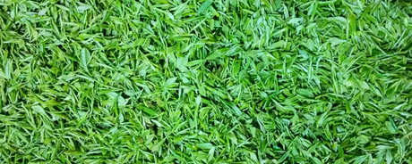 茅山青峰是什么茶？