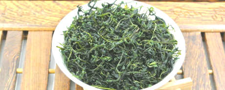 苦丁是绿茶吗？