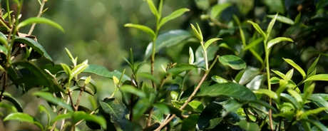 六大茶山有哪些？