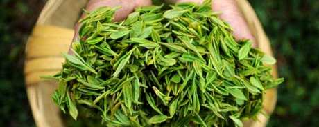 重庆三大名茶