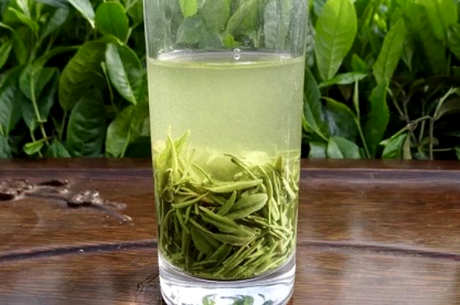 信阳毛尖需要洗茶吗？