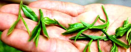 牛抵茶属于什么茶？