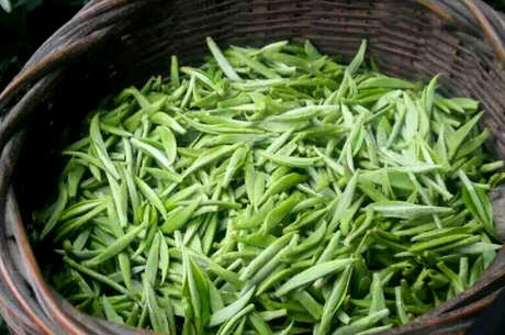 谁不适合喝毛尖茶？