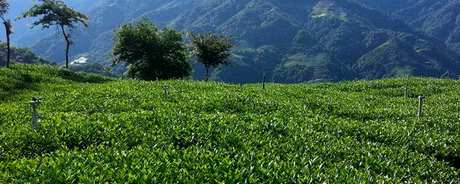 如何保存高山茶