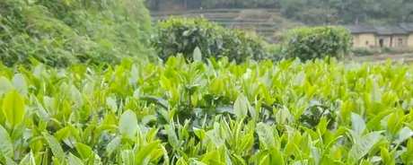 高山茶有哪些品种？