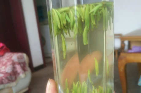 高山茶有哪些品种？