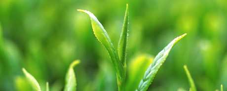 绿茶是高山茶吗？