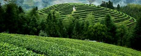 高山茶是红茶还是绿茶