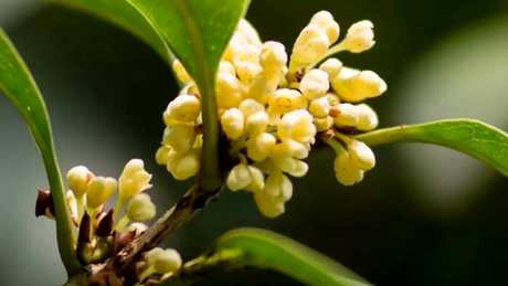 如何制作桂花茶？