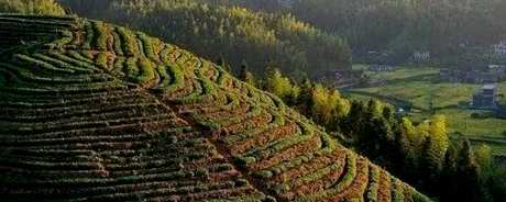 高山茶产地在哪里？