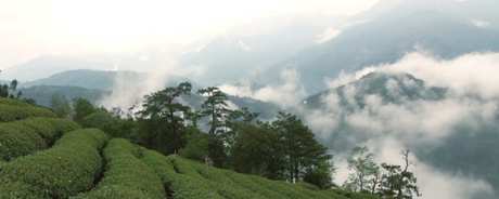 高山茶的特点