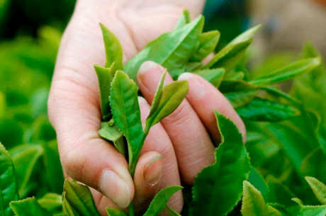高山茶的特点