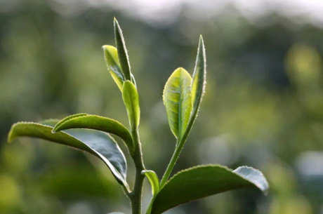 高山茶的特点
