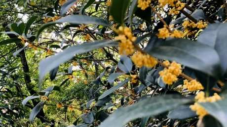 桂花茶怎么做？