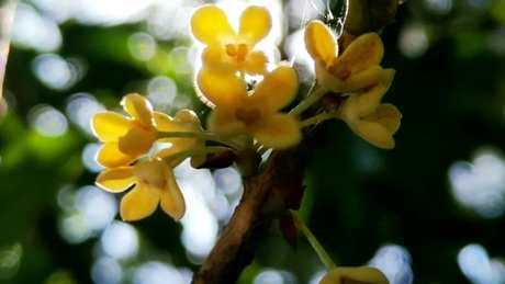 新鲜桂花怎么做桂花茶？