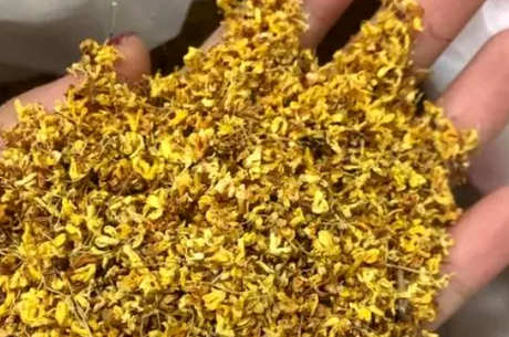 新鲜桂花怎么做桂花茶？