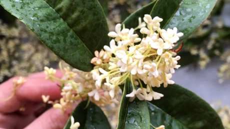如何制作桂花茶？