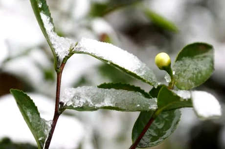 谁适合喝峨眉雪芽？