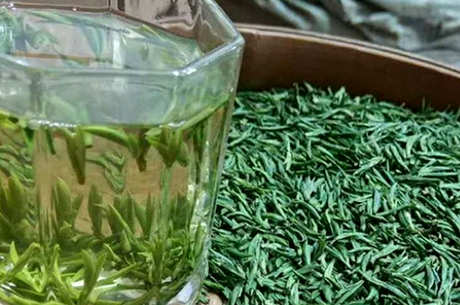 金山翠芽属于什么茶？