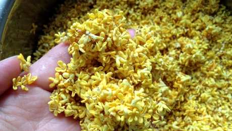 如何制作桂花茶？