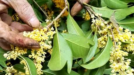 桂花如何制作桂花茶