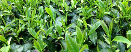 白芽奇兰茶属于什么茶？