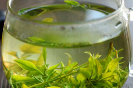 苦丁茶大叶好还是小叶好？