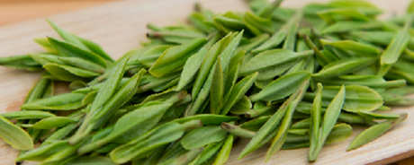 安吉白茶是绿茶吗？