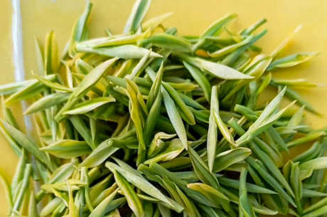 安吉白茶是绿茶吗？