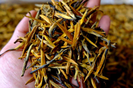 什么是大金牙茶？