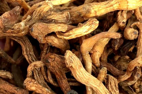 崂山茶属于什么茶？