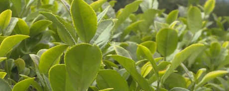 白芽奇兰是红茶还是绿茶