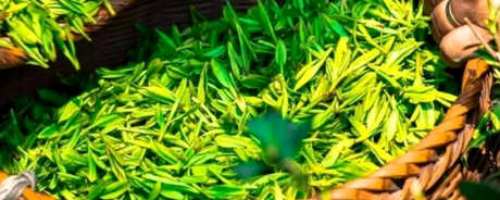 什么是宁德天山茶？
