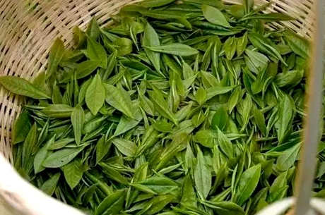 青城山产什么茶？