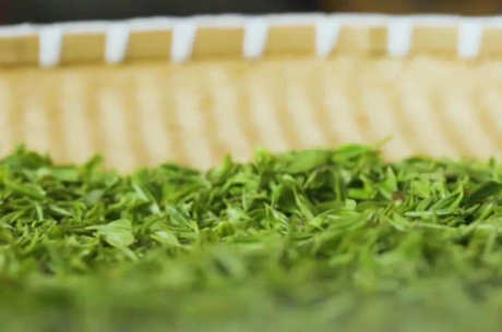 雨花茶是绿茶吗？