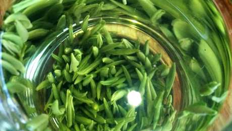 开化龙顶茶是绿茶吗？