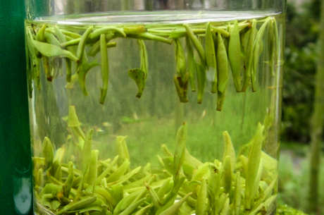 开化龙顶茶是绿茶吗？