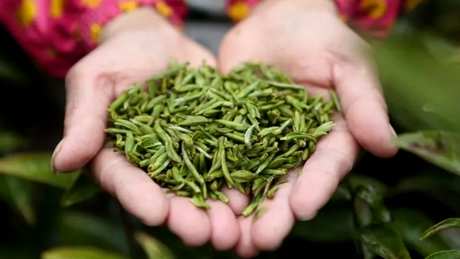 龙顶茶和龙井茶的区别