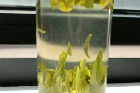 龙顶茶和龙井茶的区别