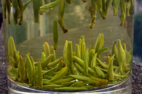龙顶茶和龙井茶的区别